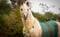 Horse ad