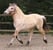 Annuncio cavallo