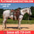 Horse ad