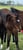 Horse ad