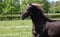 Annuncio cavallo