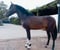 Horse ad