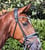 Annuncio cavallo