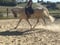 Horse ad