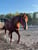 Annuncio cavallo