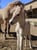 Horse ad