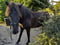Annonce cheval
