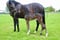 Annuncio cavallo
