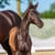 Annuncio cavallo