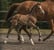 Horse ad