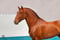 Annuncio cavallo