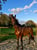 Horse ad