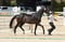 Horse ad