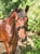 Horse ad