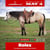 Horse ad