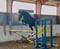 Horse ad