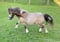 Annuncio cavallo