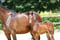 Horse ad