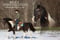Horse ad