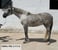 Horse ad