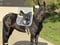 Horse ad