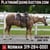 Horse ad