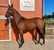 Annuncio cavallo