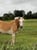 Annonce cheval