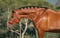 Horse ad