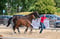 Annuncio cavallo