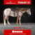Horse ad