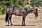 Annuncio cavallo