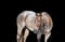 Horse ad