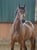 Horse ad