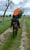 Horse ad