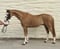 Annonce cheval