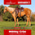 Annonce cheval