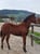 Horse ad