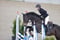 Annuncio cavallo