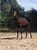 Horse ad