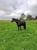 Horse ad