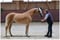 Annonce cheval