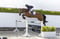 Horse ad