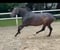 Annuncio cavallo