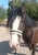 Horse ad