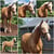 Annuncio cavallo