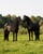 Horse ad