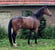 Horse ad
