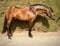 Horse ad