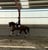 Annuncio cavallo